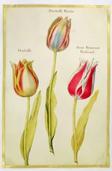 Tulipes, c.1675